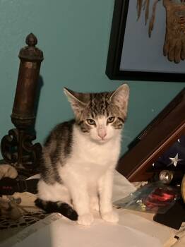 Rescue Domestic Short Hair Cats for Adoption - Smolder | PetCurious