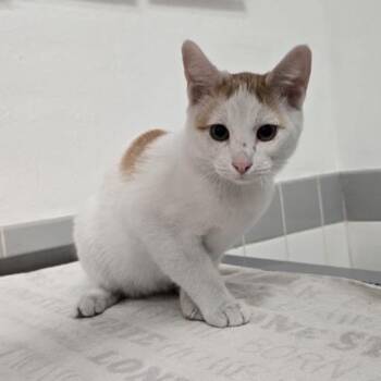 Morwyn -  Domestic Short Hair Cat for Adoption in Austin, Texas - Morwyn | PetCurious