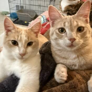 Tabby and Domestic Short Hair Cats Available for Adoption - Georgia & Peaches- Sweet Girls! | PetCurious