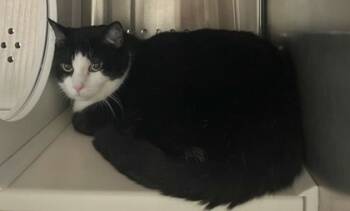 Rescue Domestic Short Hair Cats for Adoption in Twinsburg, Ohio - Susan | PetCurious