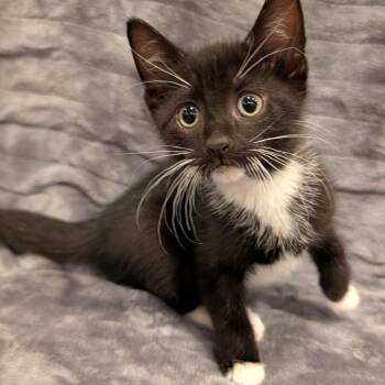 loki -  Domestic Short Hair Cat Available for Adoption in Oceanside, New York - Loki | PetCurious