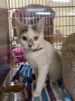 Domestic Short Hair Cats Available for Adoption in Reading, Vermont - Danni | PetCurious