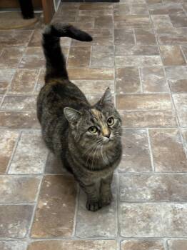 Rescue Domestic Short Hair Cats for Adoption in Altoona, Pennsylvania - Carmela | PetCurious