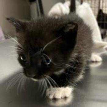 Domestic Short Hair Cats Available for Adoption in West Palm Beach, Florida - Jess | PetCurious