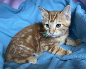 Fredie -  Tabby Cat Available for Adoption in Hood River, Oregon - Fredie | PetCurious