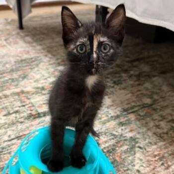 Rosie Rue -  Tortoiseshell and Domestic Short Hair Cat for Adoption in Friendswood, Texas - Rosie Rue | PetCurious