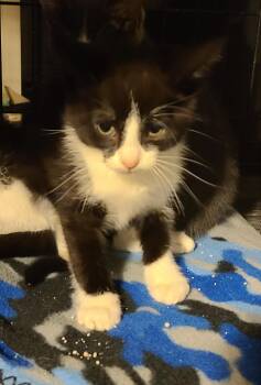 Domestic Short Hair Cats Available for Adoption - Eden | PetCurious