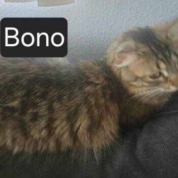 Bono -  Domestic Long Hair Cat for Adoption in Hemet, California - Bono | PetCurious