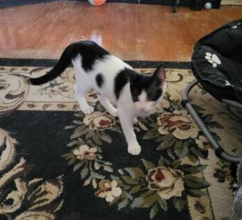 Rescue Domestic Short Hair Cats for Adoption in Grand Rapids, Michigan - Angie | PetCurious