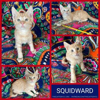 Squidward -  Domestic Short Hair Cat for Adoption in Corpus Christi, Texas - Squidward | PetCurious