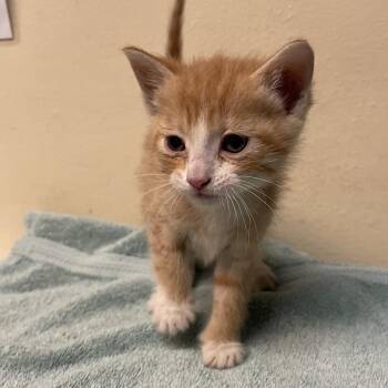Biscuit -  Domestic Short Hair Cat for Adoption in Pasadena, California - Biscuit | PetCurious