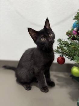 Rescue Domestic Short Hair Cats for Adoption in Las Vegas, Nevada - Bear | PetCurious