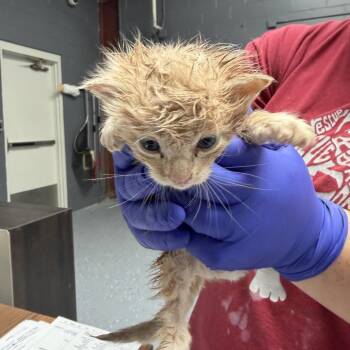 Domestic Short Hair Cats Available for Adoption in Tuscaloosa, Alabama - Chowder | PetCurious