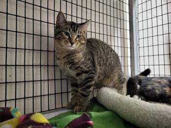 Rescue Domestic Short Hair Cats for Adoption in Chilton, Wisconsin - Pickles | PetCurious