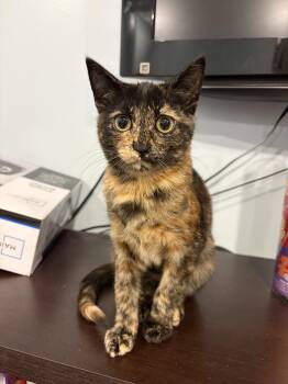 Domestic Short Hair Cats Available for Adoption in Herndon, Virginia - Thera | PetCurious