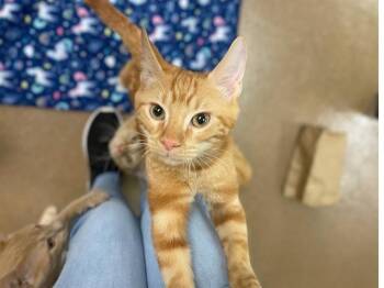 FERN -  Domestic Short Hair Cat for Adoption in Fort Wayne, Indiana - FERN | PetCurious