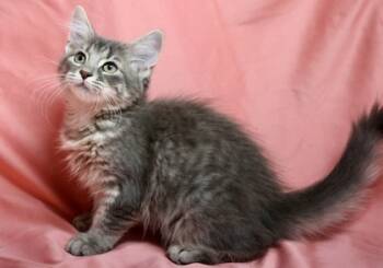 Rescue Domestic Short Hair Cats for Adoption in Hastings, Minnesota - Tootsie | PetCurious