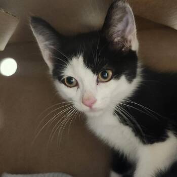 Walker -  Domestic Short Hair Cat for Adoption - Walker | PetCurious