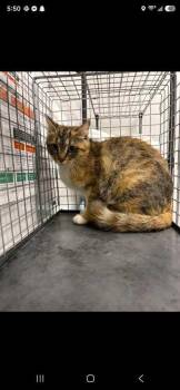 Bixbite -  Domestic Short Hair Cat for Adoption in Sevierville, Tennessee - Bixbite | PetCurious