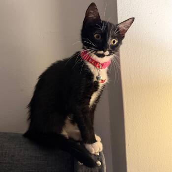 Mimi -  Domestic Short Hair Cat for Adoption in Wantagh, New York - Mimi | PetCurious