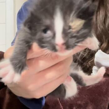Domestic Short Hair Cats Available for Adoption in New York, New York - Chip | PetCurious