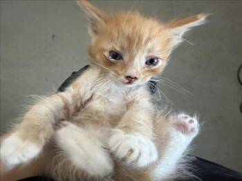 RON -  Domestic Short Hair Cat for Adoption in San Bernardino, California - RON | PetCurious