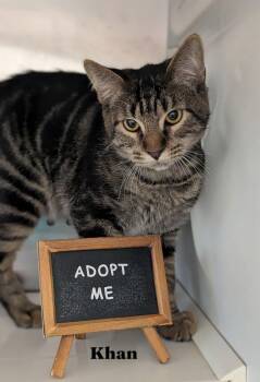 Khan -  Domestic Medium Hair Cat for Adoption in Flint, Michigan - Khan | PetCurious