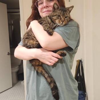 Domestic Short Hair Cats Available for Adoption in New York, New York - Jiggly Puff | PetCurious