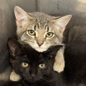 Jack -  Domestic Short Hair Cat for Adoption in Exeter, Rhode Island - Jack | PetCurious