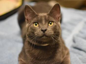 Smokey -  Domestic Short Hair Cat for Adoption in Portland, Oregon - Smokey | PetCurious