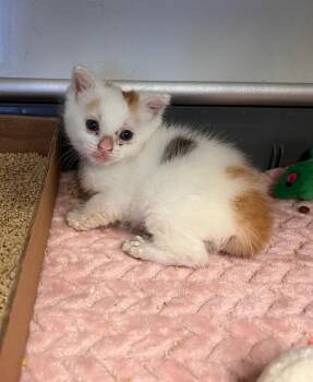 Harissa -  Calico Cat for Adoption in Jurupa Valley, California - Harissa | PetCurious