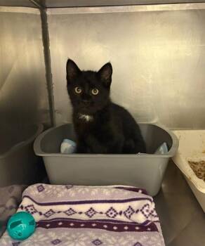 BENEDICT BRIDGERTON -  Domestic Short Hair Cat for Adoption in West Valley City, Utah - BENEDICT BRIDGERTON | PetCurious