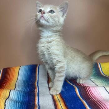 Holmes -  Domestic Short Hair Cat for Adoption in San Antonio, Texas - Holmes | PetCurious