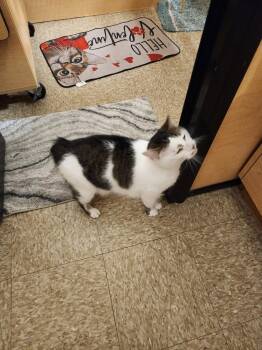 Biscuit (formerly Islo) -  Domestic Short Hair Cat Available for Adoption in Virginia Beach, Virginia - Biscuit (formerly Islo) | PetCurious