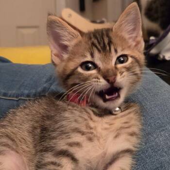 Domestic Short Hair Cats Available for Adoption in Huntsville, Alabama - Dungeon Crawler Carl | PetCurious