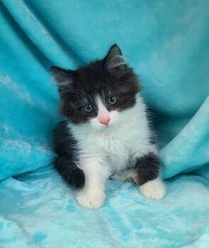 Domestic Long Hair Cats Available for Adoption in Lake City, Michigan - 7061 (Sawyer) | PetCurious