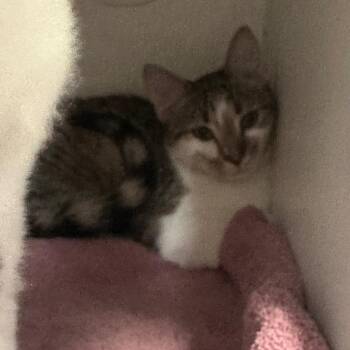 Domestic Short Hair Cats Available for Adoption in Normal, Illinois - Miss Girl | PetCurious