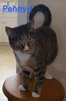 Penny 26 -  Tabby and Calico Cat for Adoption in Brookhaven, Mississippi - Penny 26 | PetCurious
