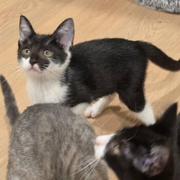 Kricket -  Tuxedo Cat Available for Adoption in Lawrenceville, Georgia - Kricket | PetCurious