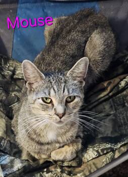 Rescue Domestic Short Hair Cats for Adoption in Greensburg, Pennsylvania - Mouse | PetCurious