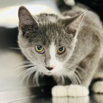 Rescue Domestic Short Hair Cats for Adoption in Jackson Township, New Jersey - Monty | PetCurious