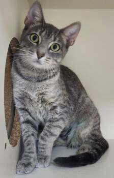 Mochia -  Domestic Short Hair Cat for Adoption in Little Rock, Arkansas - Mochia | PetCurious
