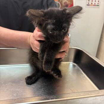 Sorrel -  Domestic Short Hair Cat for Adoption in Birmingham, Alabama - Sorrel | PetCurious