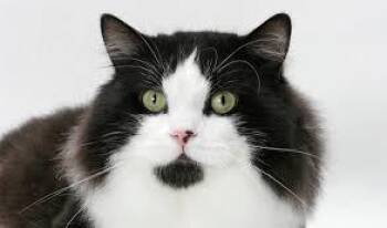 Balinese and American Shorthair Cats Available for Adoption - Konnor- Duplicate- Not For Adoption | PetCurious