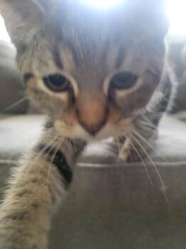 Nikoli -  Domestic Short Hair Cat for Adoption in Lorain, Ohio - Nikoli | PetCurious