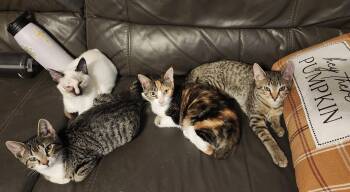 Tia -  American Bobtail Cat for Adoption in Morganton, North Carolina - Tia | PetCurious