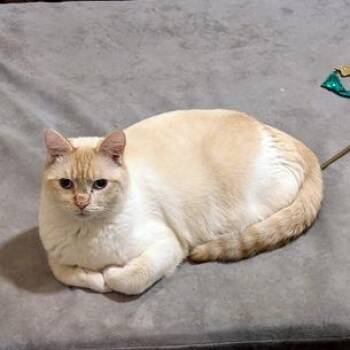 Siamese Cats Available for Adoption in Portland, Oregon - Abram | PetCurious