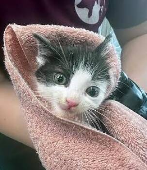 Domestic Short Hair Cats Available for Adoption in Nashville, Tennessee - Fizzy | PetCurious