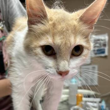 Simone -  Domestic Short Hair Cat for Adoption in Newport, North Carolina - Simone | PetCurious
