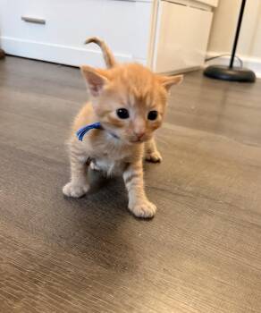 Domestic Short Hair Cats Available for Adoption - Donut | PetCurious